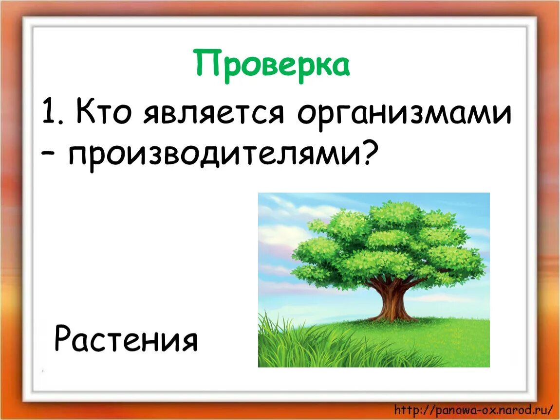 Растения производители. Организмы производители растения. Организмы производители. Кто является организмами производителями. Организмы производители 3