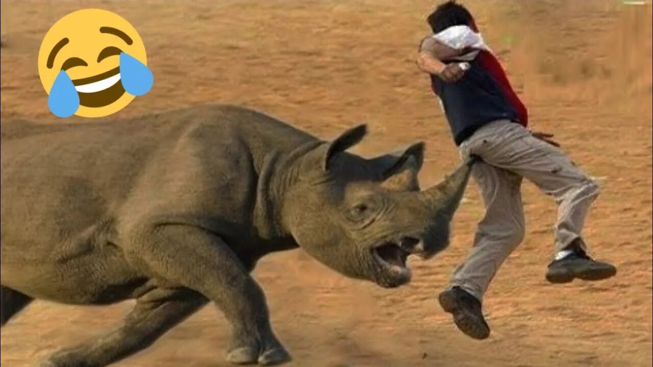 Носорог бежит. Носорог напал на человека. Animals more human