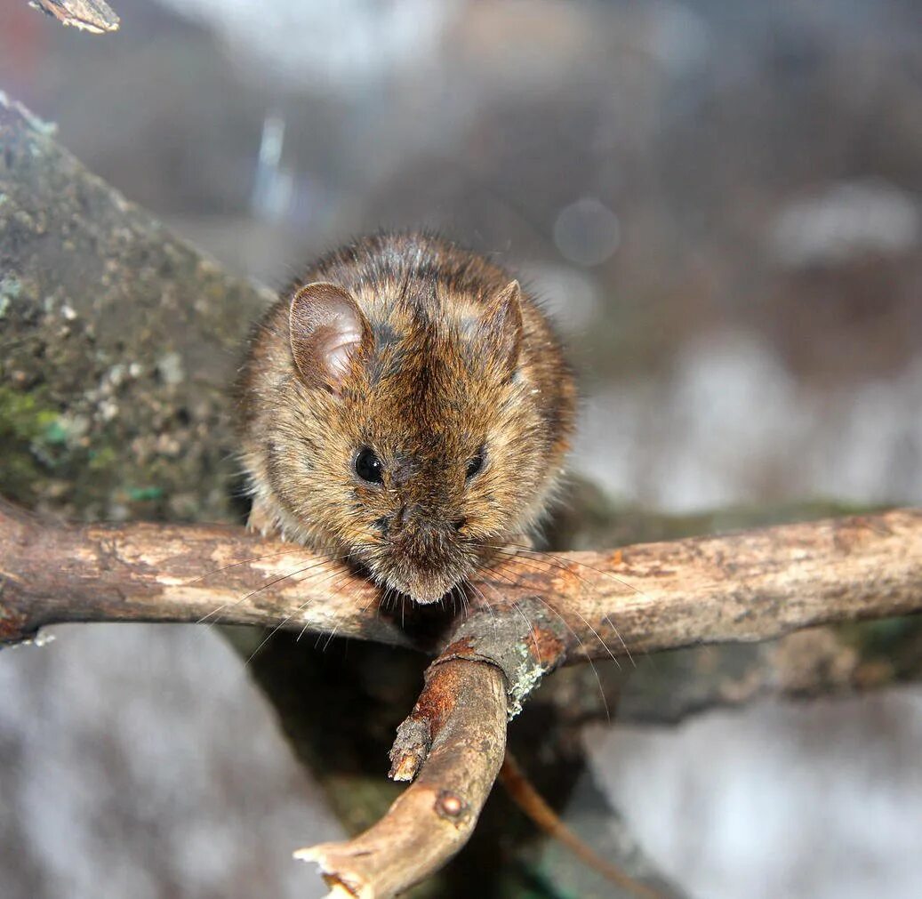 Что делать если мыши погрызли. Грызуны в саду. Мышь полевка. Мышь на дереве. Дерево погрызенное мышами.