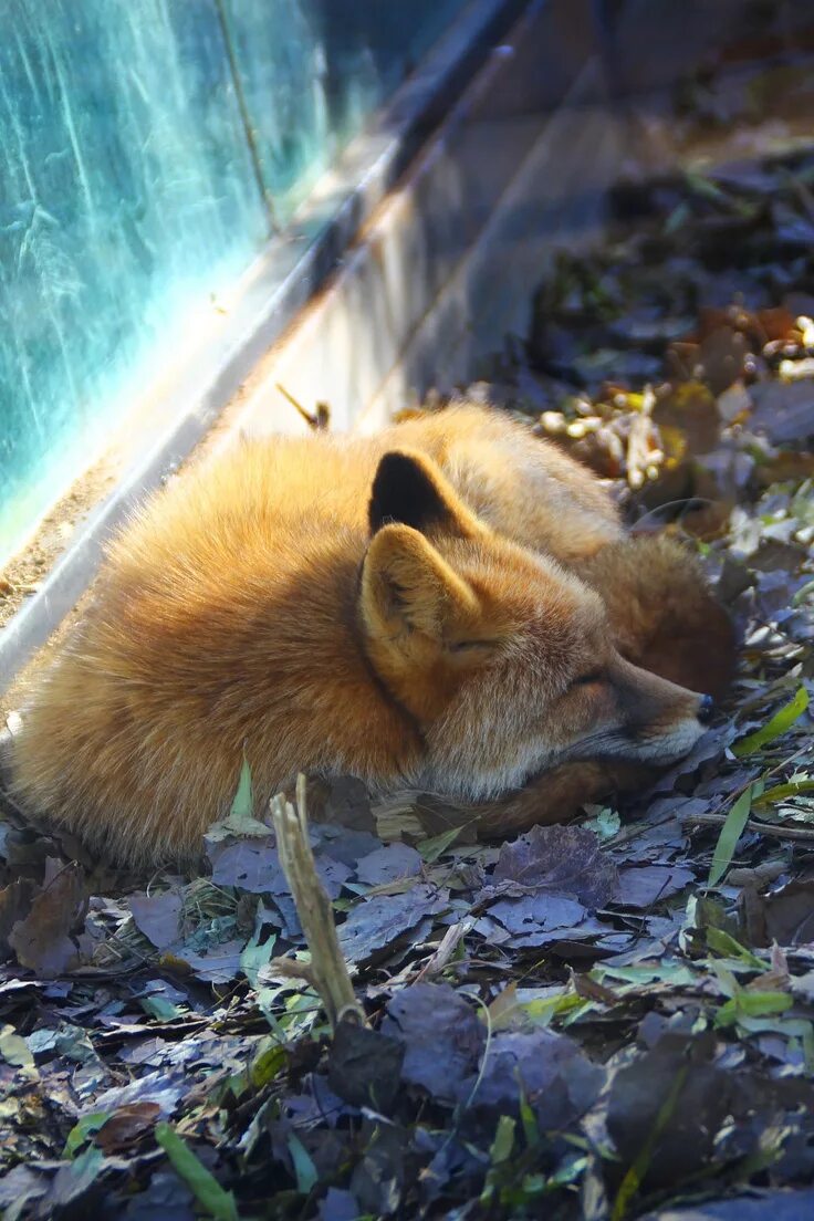 Foxes amazing. Лисик фото. 4 24 Часа ночевать на лису.