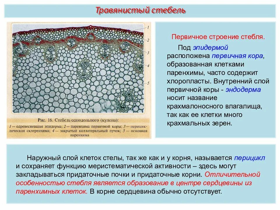 Однодольные растения ткани. Первичное строение стебля эпидерма. Первичное строение стебля однодольных растений. Первичное Анатомическое строение стебля однодольных.