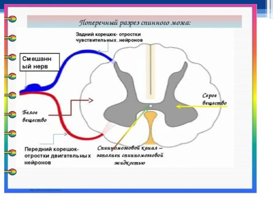 Схема поперечного среза спинного мозга. Нервная система схема спинного мозга. Схема поперечного строения спинного мозга. Строения и функции белого вещества (структура спинного мозга):.