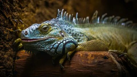 Хищные ящеры хамелеоны игрушки