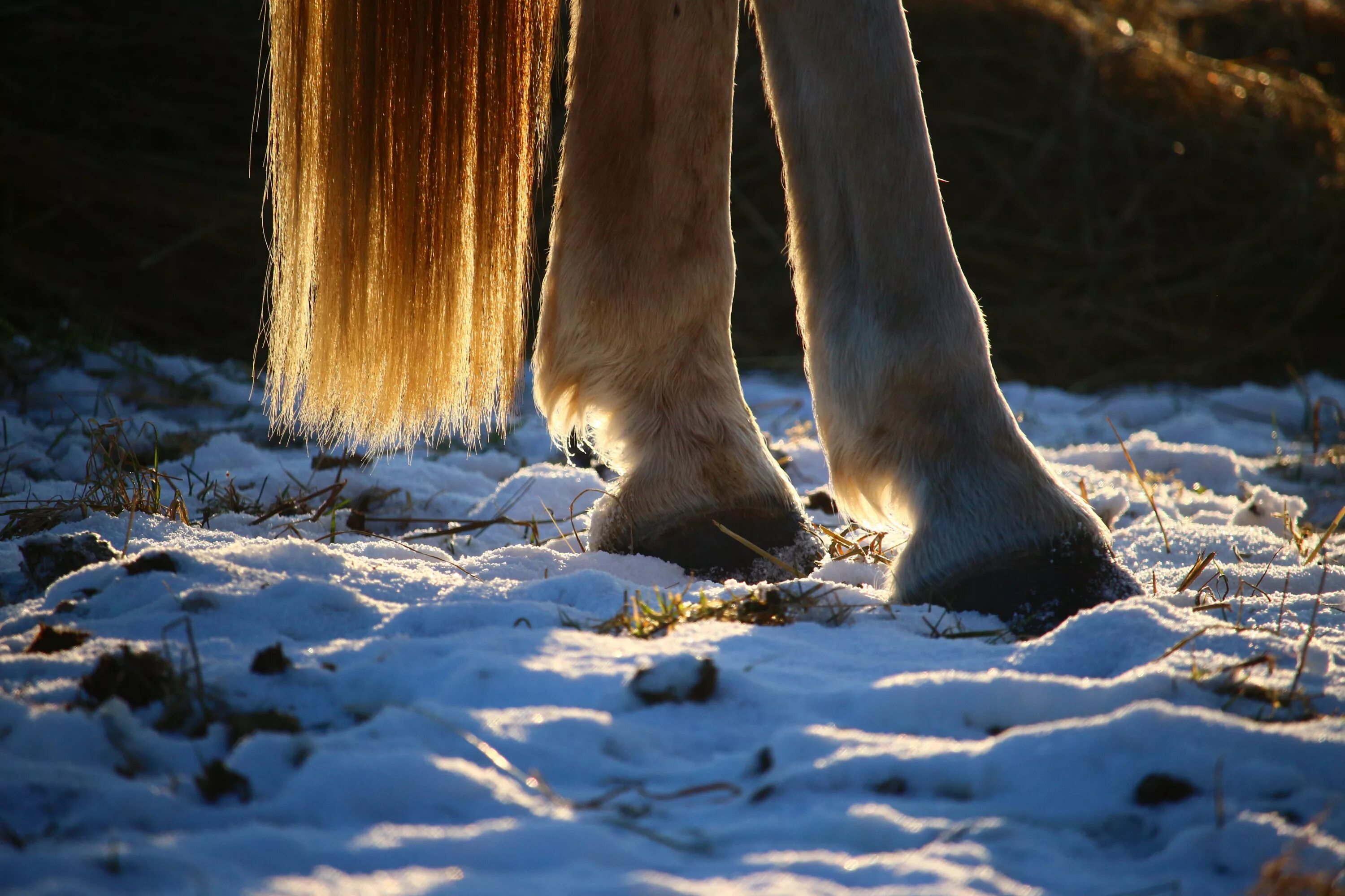 Цоканье копыт. Ноги лошади. Лошади зимой.