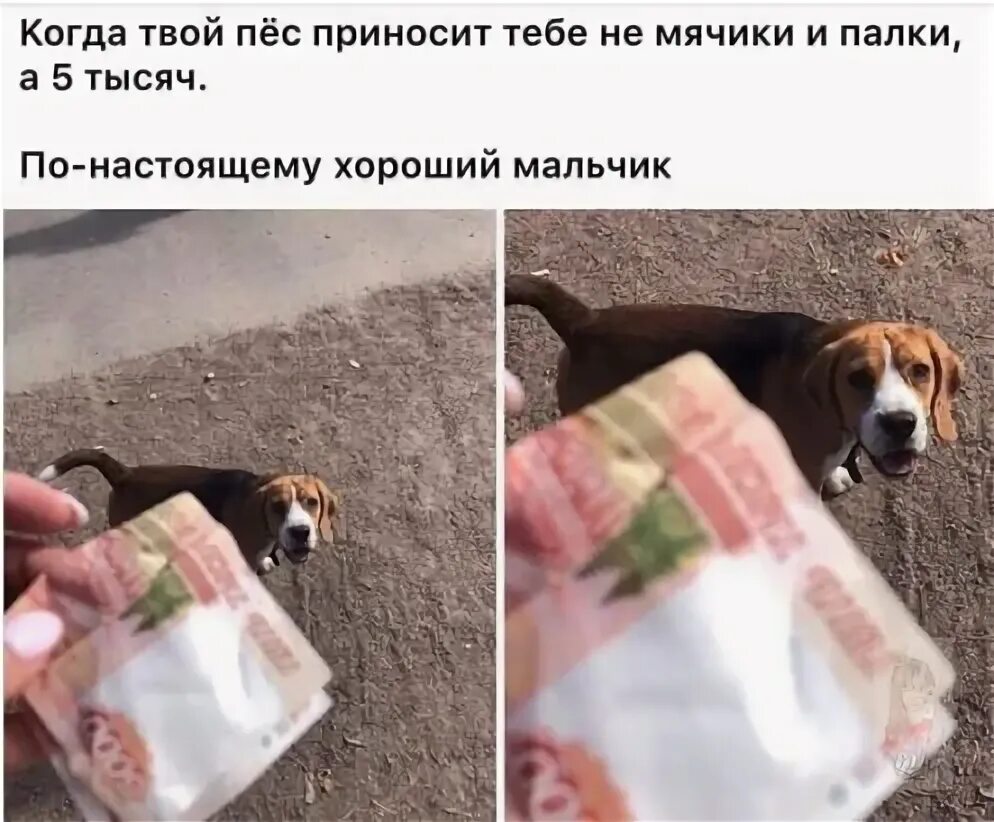 Недокорги. Штакет рэпер. Твоя собака книга. Но я не твой пес. Драма пес.