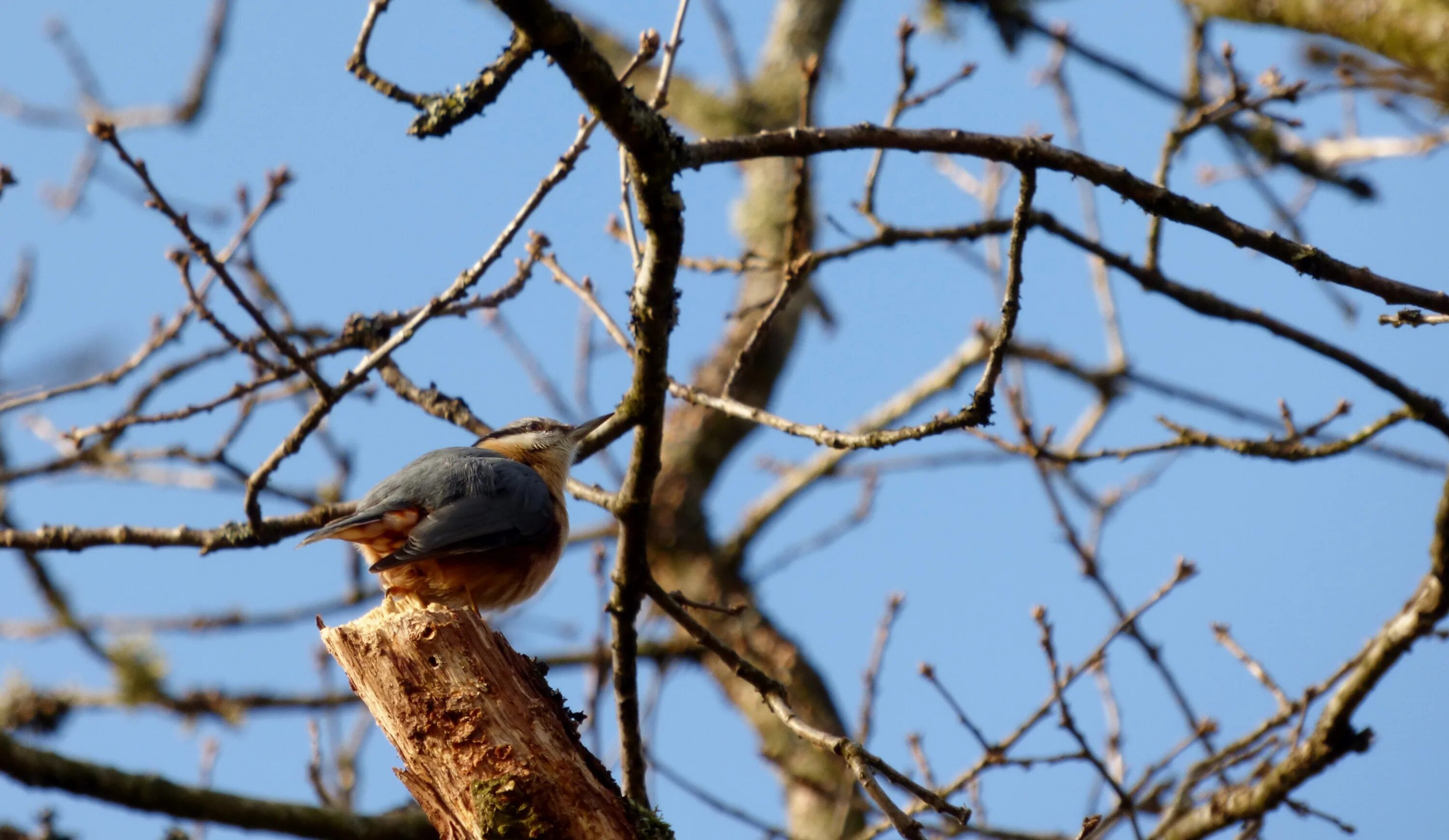 There birds are the tree