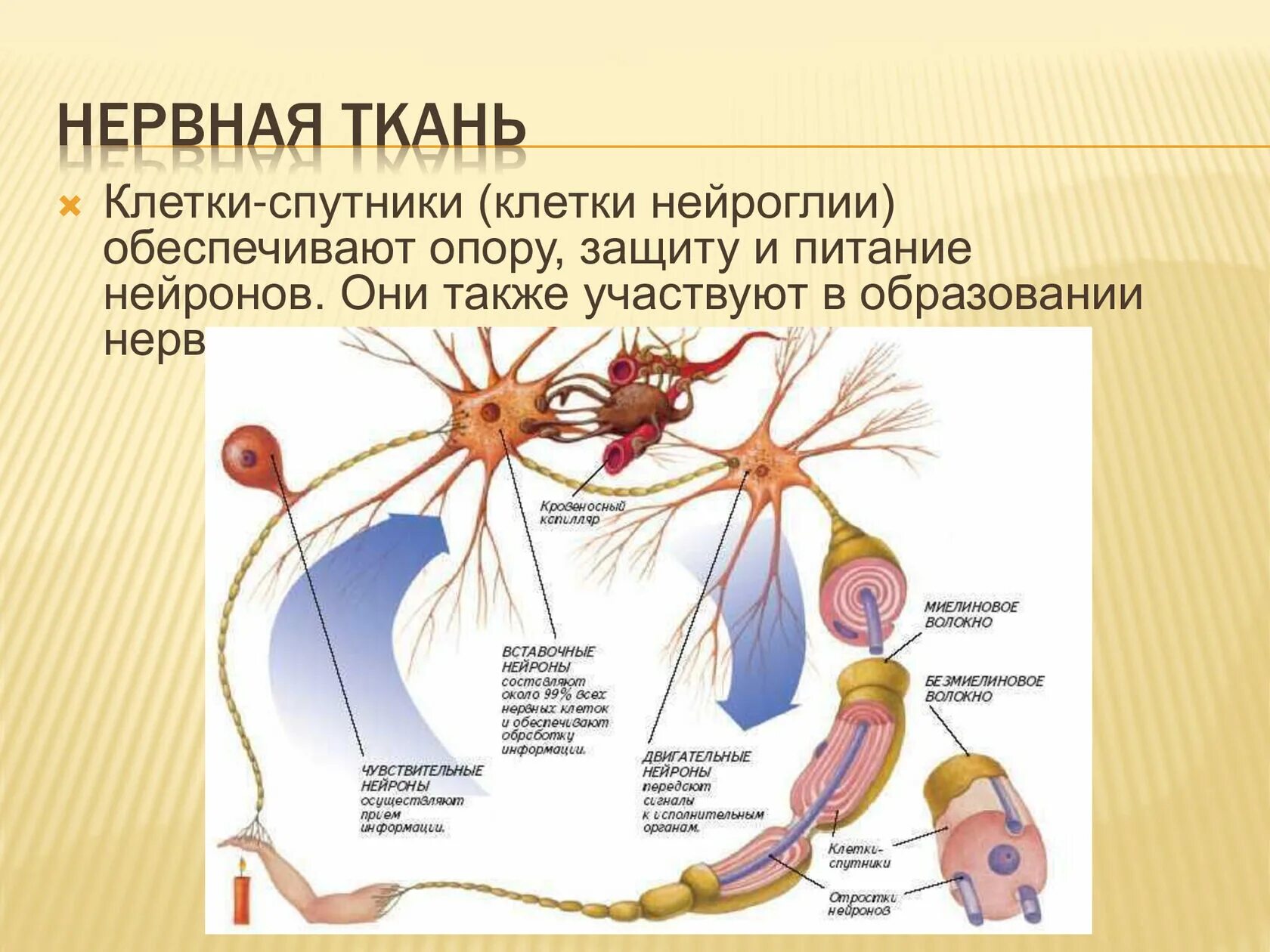 Нервная ткань. Клетки спутники в нервной ткани. Типы нейронов. Тип клеток нервной ткани.