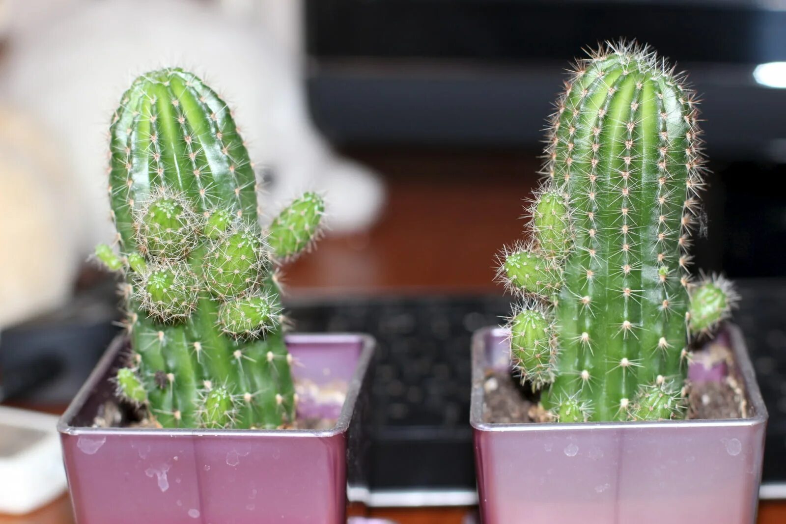Cactus 10. Цереус Апорокактус опунция. Кактус опунция отростки. Опунция колючеплодная. Кактус цереус размножение.