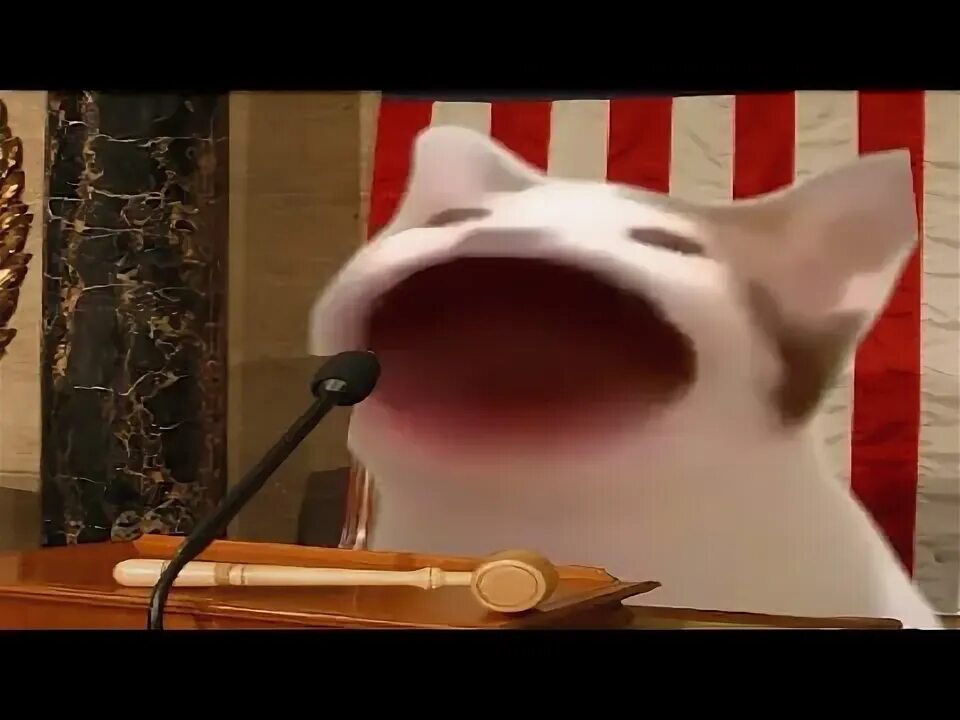 RUSSIAN POP CAT YouTube