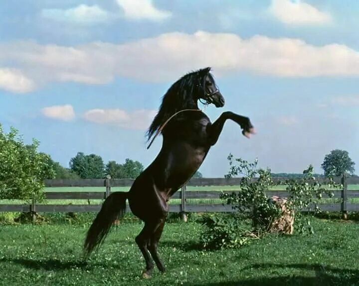 Вигго мортенсен ковбой. "черный скакун" (the black stallion). Horse movies. Horse movies. Horse movies.
