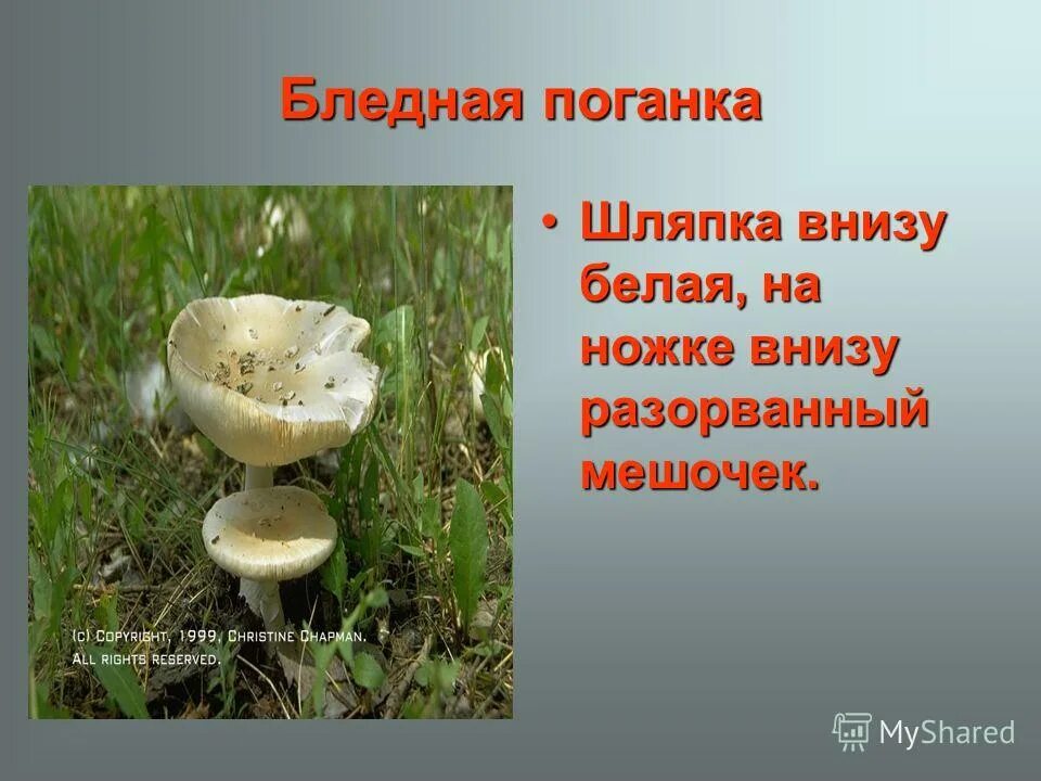 Бледная поганка. Яйцо бледной поганки. Бледная поганка гриб шляпка. Бледная поганка шляпка ножка плодовое тело. Бледная поганка шляпка.