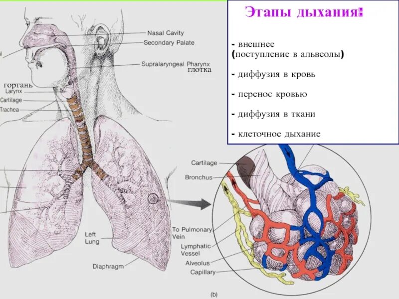 Рисунок альвеолы легких. Дыхательная система человека альвеолы. жидкость в альвеолах легких. схема этапы дыхания. дыхание в альвеолах.
