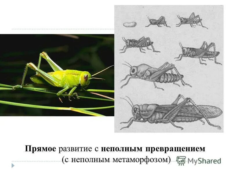 развитие с неполным превращением у насекомых. схема развития насекомых с неполным превращением. богомол полное или неполное превращение. цикл развития богомола. богомол полное или неполное превращение.