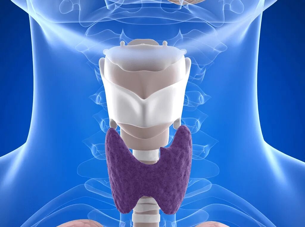 Что такое щитовидная железа. Thyroid щитовидная железа. Щитовидная железжелеза. Злокачественные опухоли гортани.