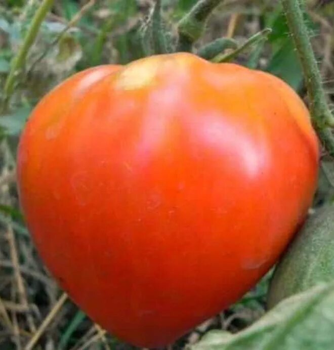 Царь колокол сорт томата. СИБСАД томат царь-колокол. Сорт томата Вельможа. Томат сорт Данко.