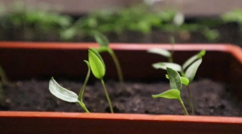 Рассада перца в домашних. Как всходит перец. Перелив рассады. Рассада перца мелколистная. Пикировка бархатцев.
