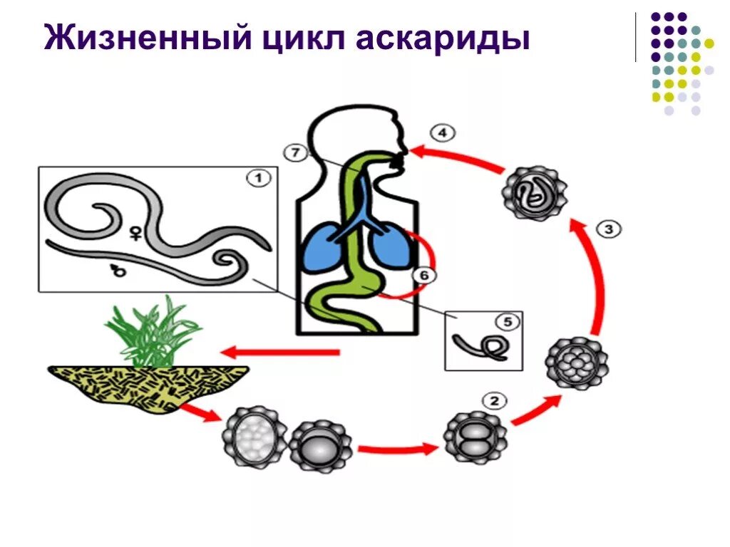 Цикл развития аскариды схема. Жизненный цикл аскариды человеческой схема. Цикл развития аскариды человеческой схема биология 7. Цикл развития аскариды 7 класс биология схема.