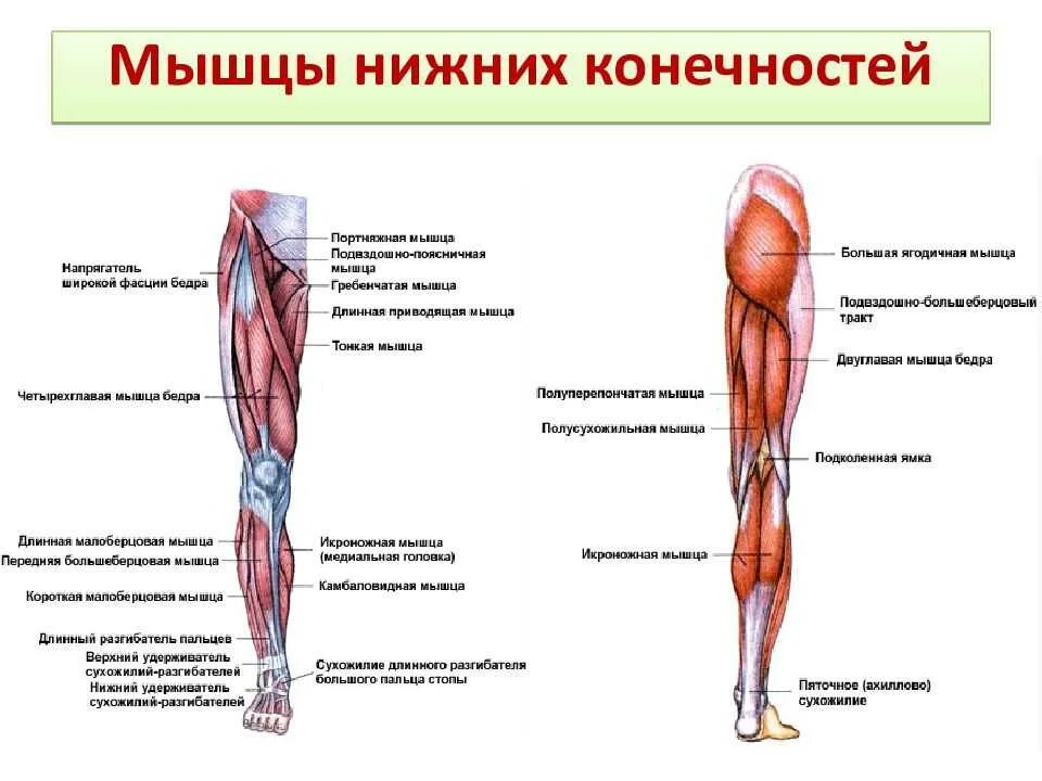 Функции нижних конечностей. Мышцы верхних конечностей и нижних конечностей анатомия. Мышцы сгибатели нижних конечностей. Мышцы верхних конечностей анатомия кратко.