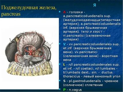 Брыжеечные синусы