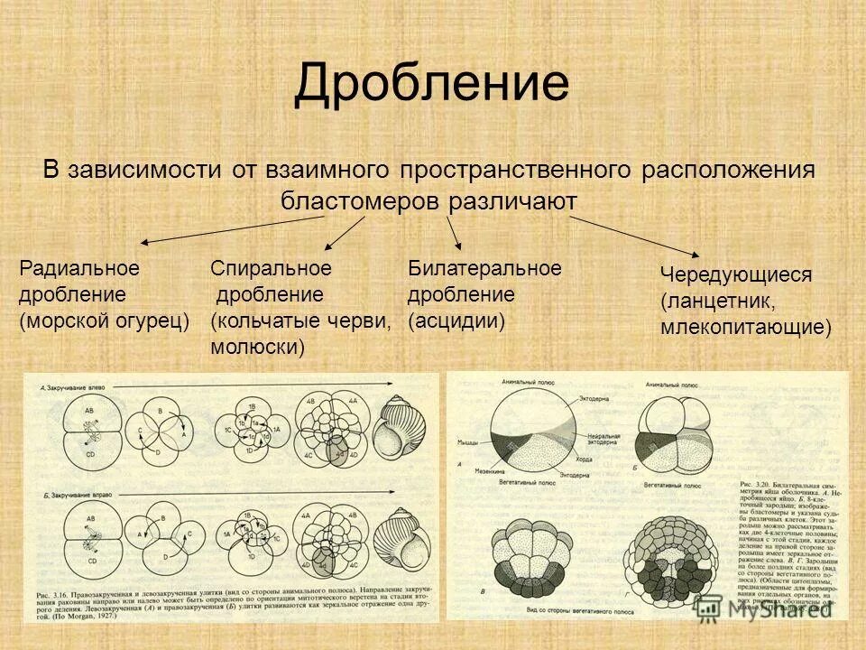 Деление клетки онтогенез. Спиральное дробление бластула. Радиальное голобластическое дробление. Тип дробления у плацентарных млекопитающих. Тип дробления зиготы зависит от.