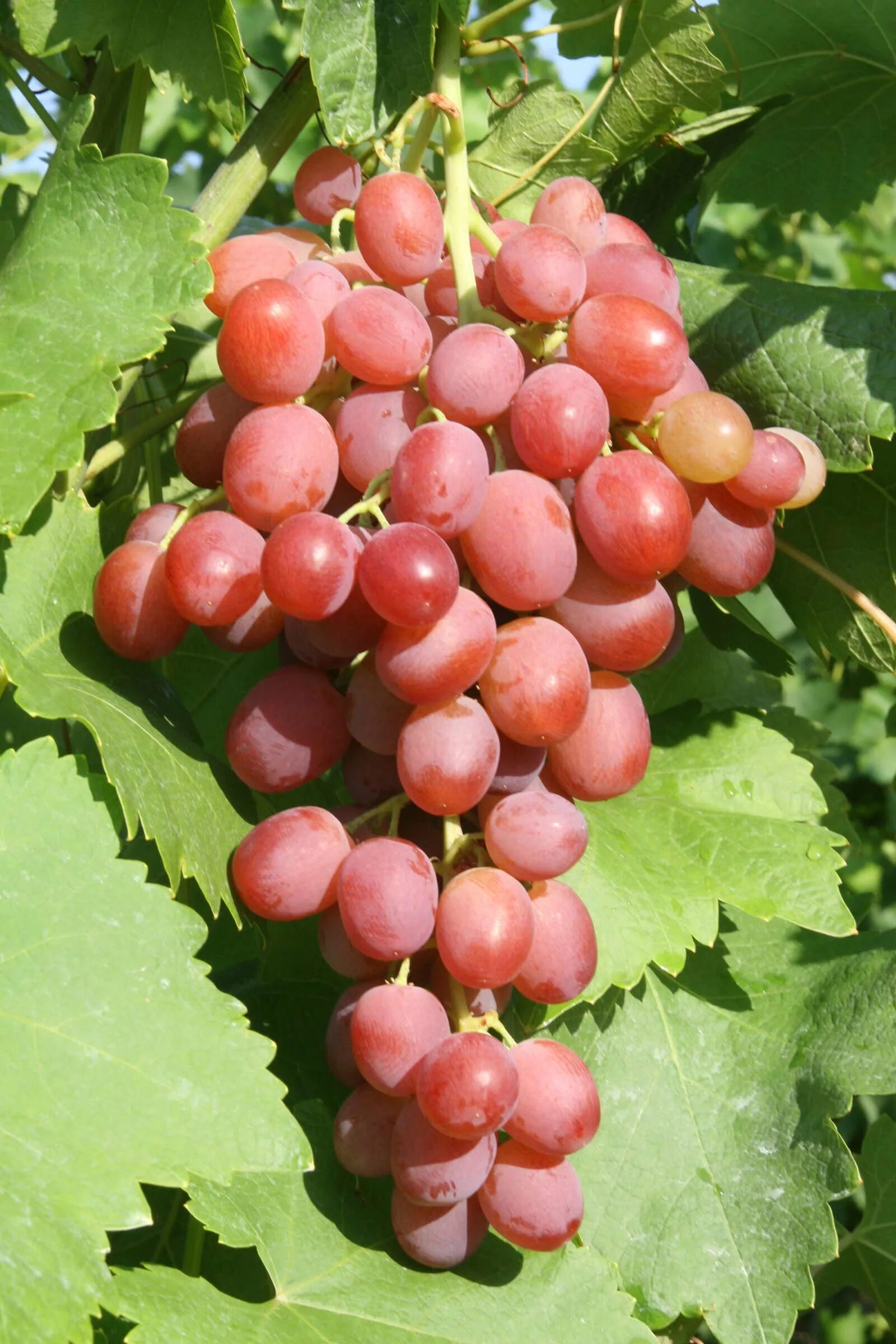 восторг розовый. сорт винограда фламинго. виноград розмус. восторг розовый. виноград мускат розовый.