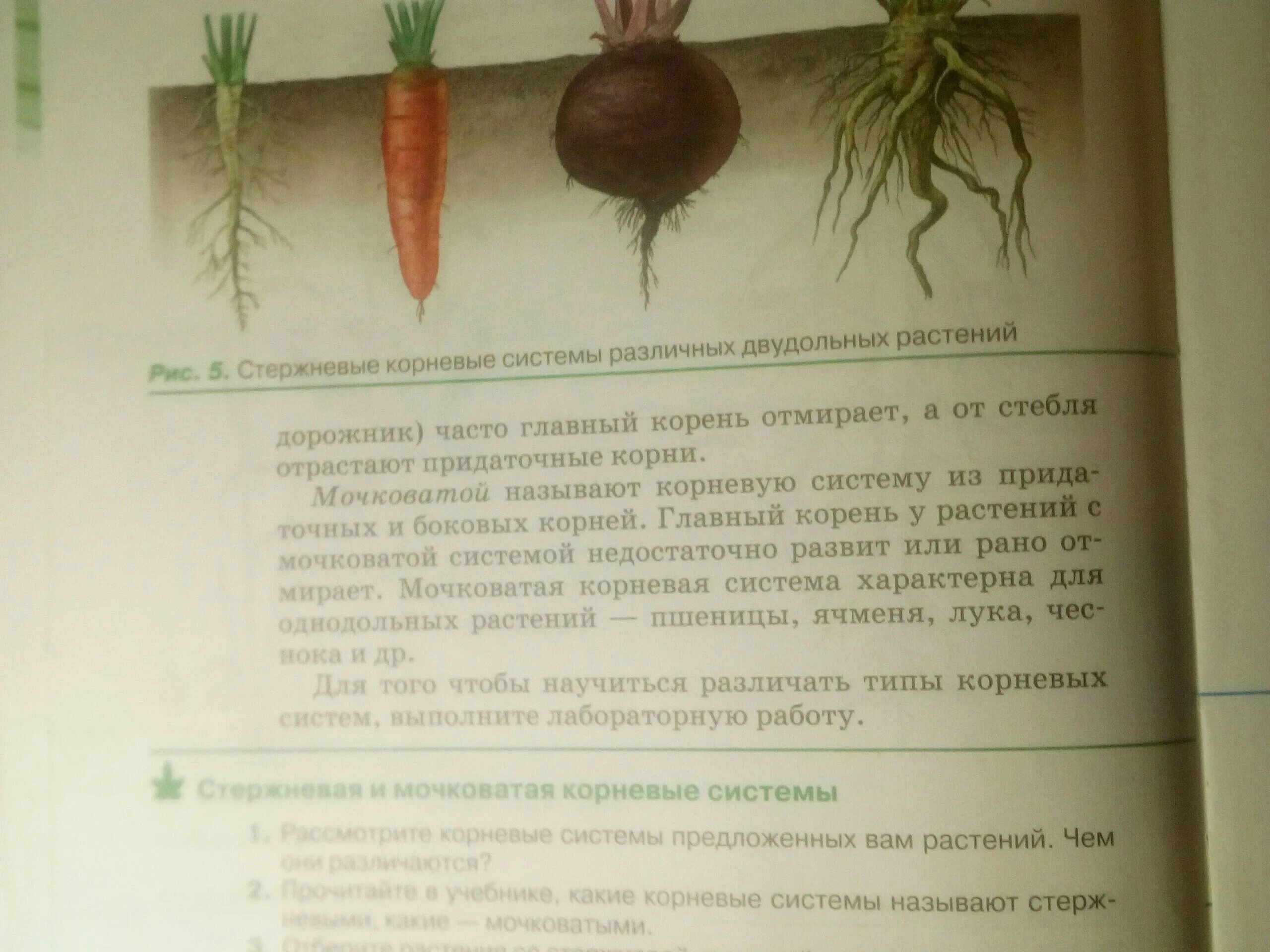 Какую корневую систему имеет мох. Какую корневую систему имеет мох