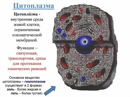 В цитоплазме всех живых организмов