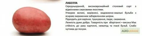 Сорт лабелла характеристика