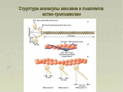 Взаимодействие актина и миозина