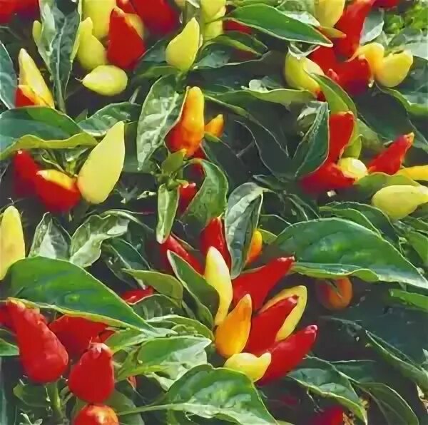 Перец кустарниковый конфетти 0,1г седек. Куфея геля огненно-красная. Перец маленькое чудо. Перец острый огненный букет. Декоративный красный перец.