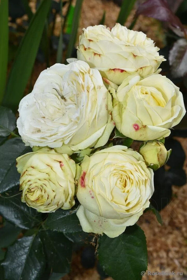 Флорибунда веддинг пиано. Роза веддинг пиано тантау. Роза веддинг пиано. Роза тантау спрей (миниатюрная) веддинг пиано. Роза чайно-гибридная wedding piano.