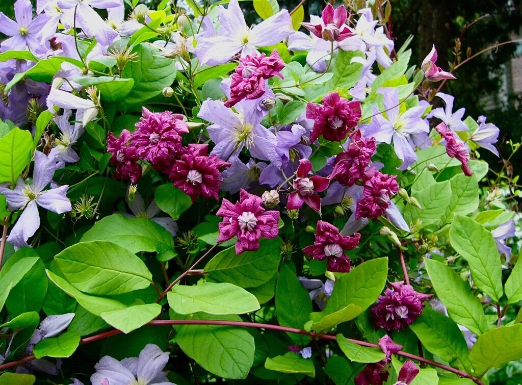 Клематис Пурпуреа. Клематис Пурпуреа плена Элеганс. Клематис (Clematis purpurea Plena elegans). Клематис viticella purpurea Plena. Клематис сорта элеганс