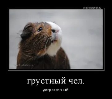 Грустный хомяк мем