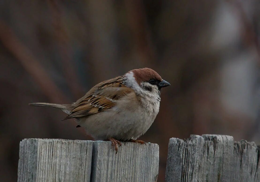 Воробей 6 7. Полевой Воробей. Полевой Воробей passer montanus (l.). Полевой деревенский Воробей. Полевой Воробей фото птицы.