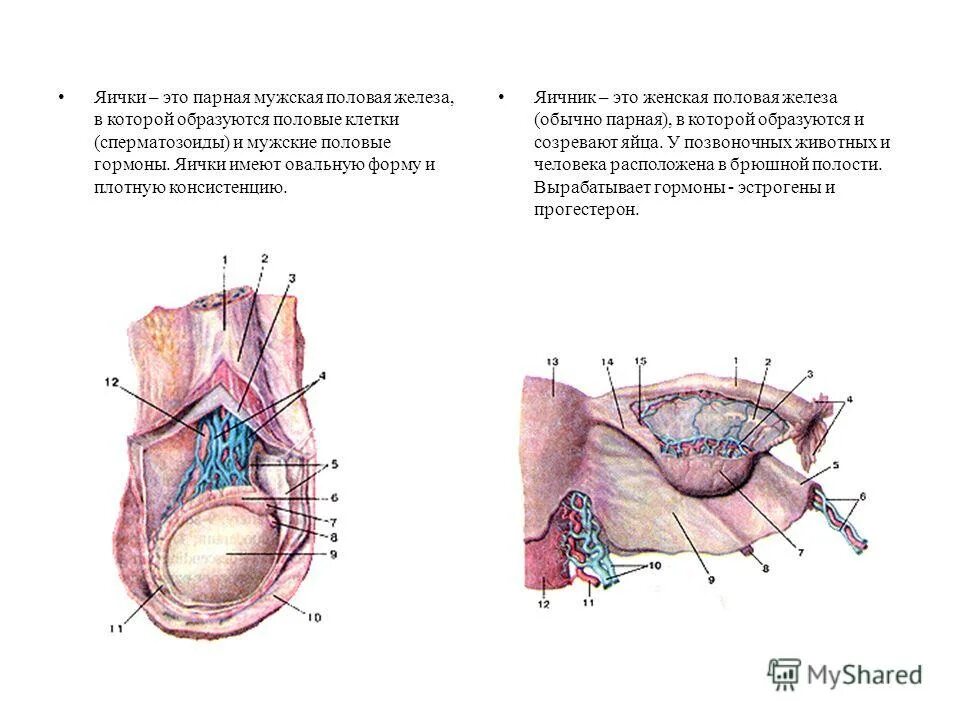 1 мужские половые железы