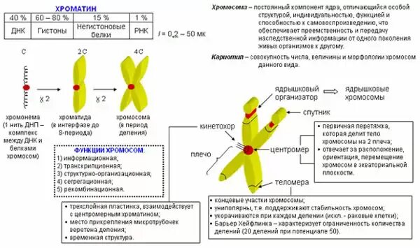 Создание хромосомной теории