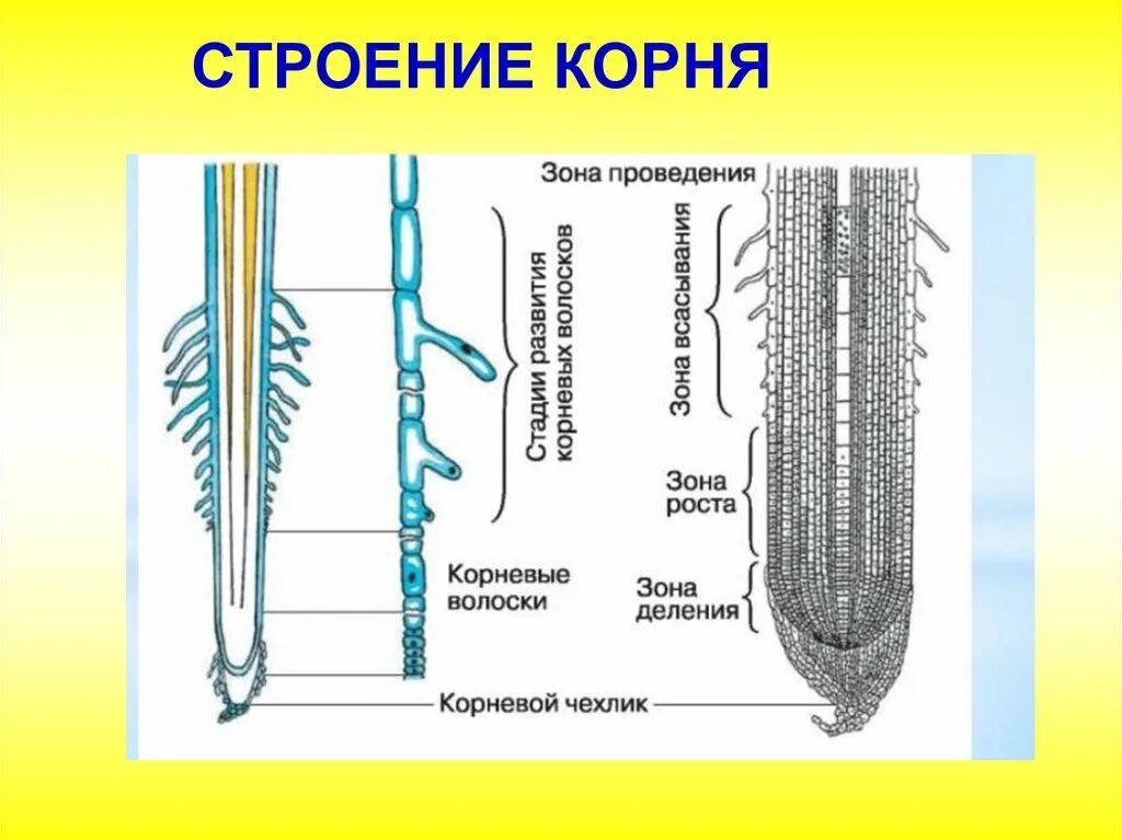 Строение корня ответ. Строение корня. Схема строения корня. Строение корня рисунок. Внешнее строение корня.