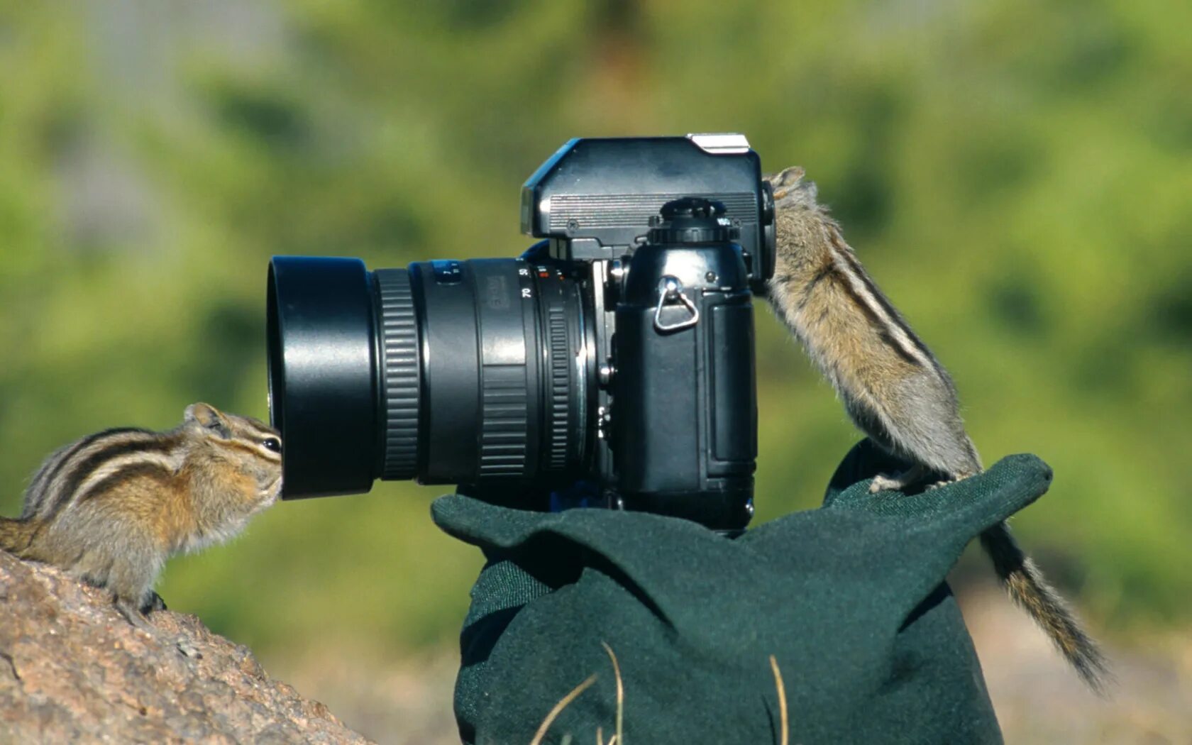 Фотографы дикой природы. Животные с фотоаппаратом. Фотоаппарат на природе. Фотоохота на животных. Зверек с фотоаппаратом.