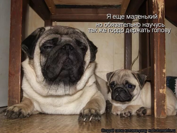 сколько должен весить щенок мопса в 5 месяцев. размеры мопса для одежды. вес мопса по месяцам таблица. мопс джози. нормальный вес мопса.