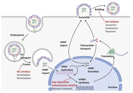 Virus genome