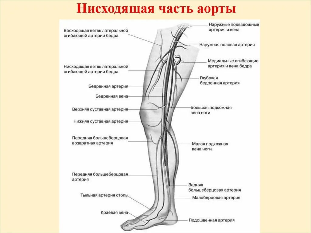 Схема артериального кровотока нижней конечности. Кровоснабжение нижней конечности схема.