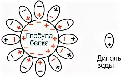 Гидратная оболочка. Гидратная оболочка белковой молекулы. формирование гидратной оболочки белка. формирование гидратной оболочки белковой молекулы. схема гидратной оболочки белковой молекулы:.
