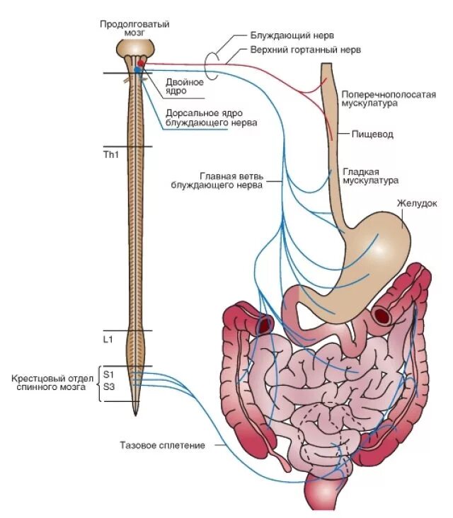 Нерв пищевода. Парасимпатическая иннервация желудочно-кишечного тракта. Схема иннервации желудочно кишечного тракта. Иннервация тонкого кишечника схема. Парасимпатическая иннервация желудка.