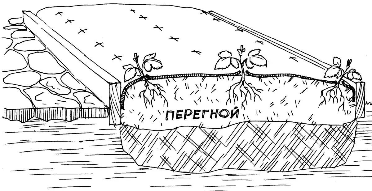 Грядка клубники схема. Схема посадки клубники на Агро. Схема посадки клубники в открытом грунте на агроволокно. Схема грядки для клубники. Схема посадки геотекстиль.