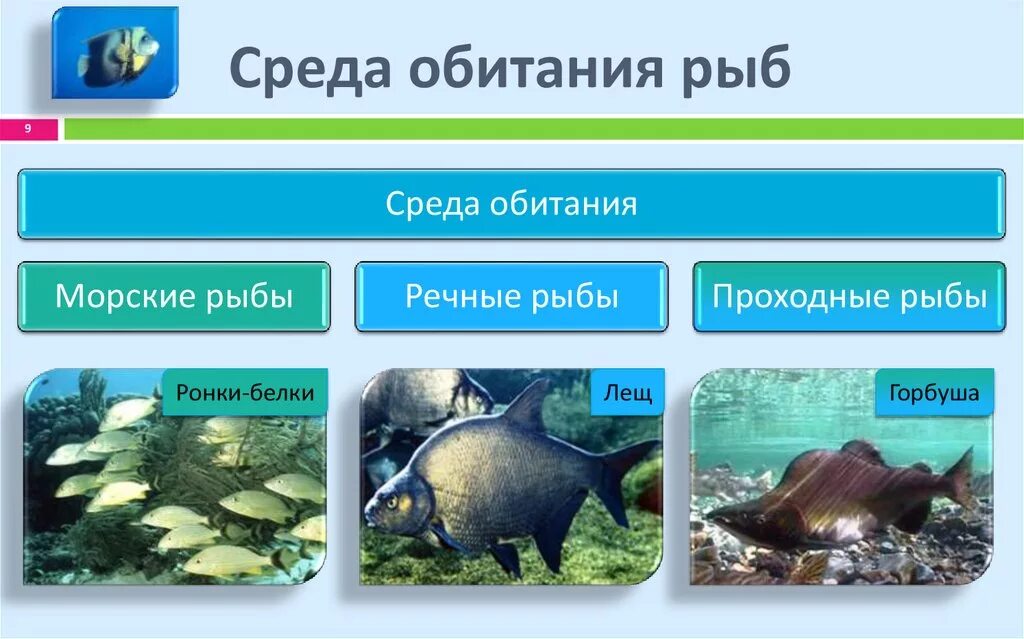 Среда обитания рыб. Рыбы в водной среде. Классификация рыб. Обитатели водной среды обитания. Стабильные среды обитания