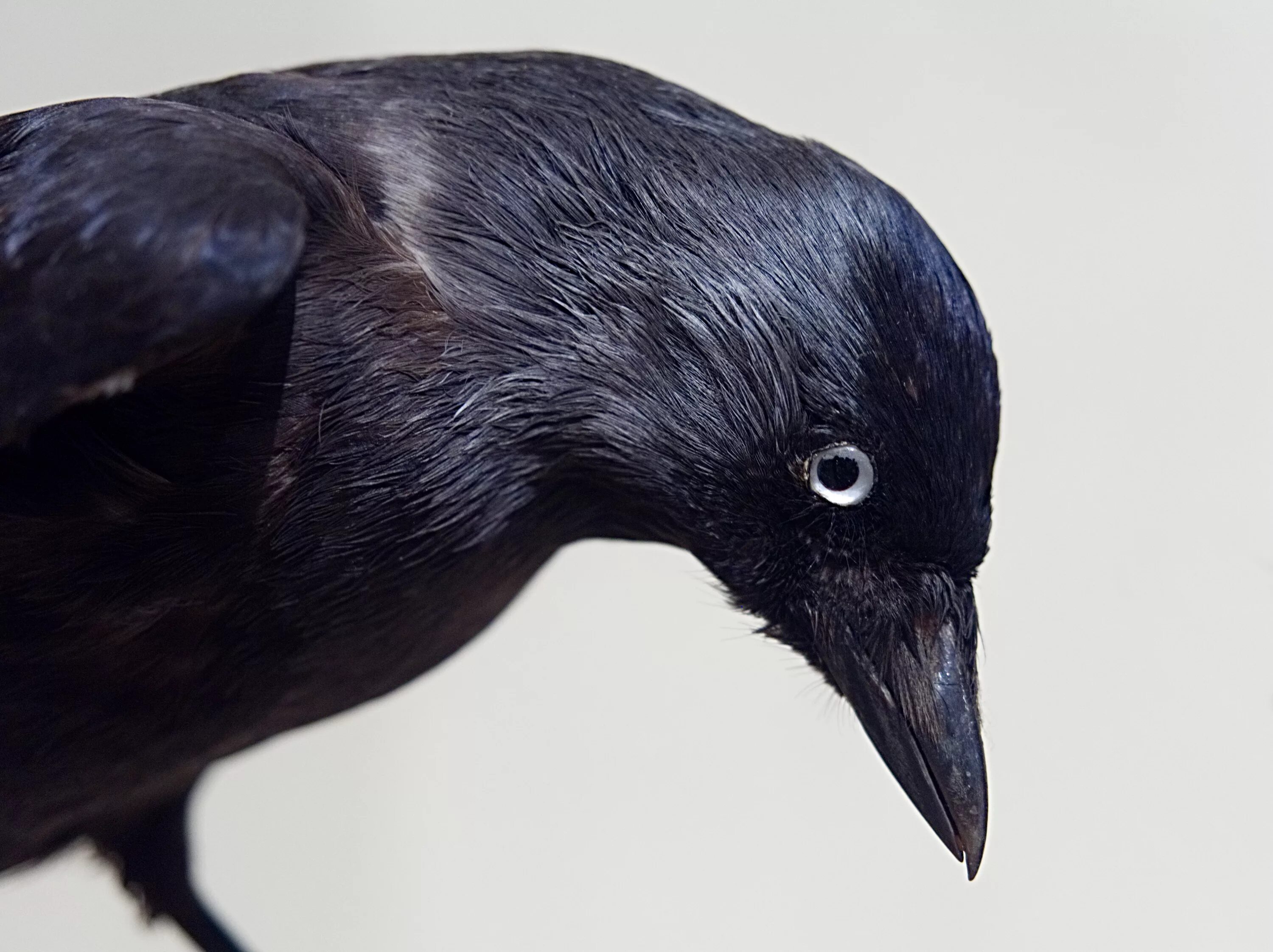 Птицы с серой шеей. Новокаледонский ворон. Ворон орнитология. Ворон обыкновенный клюв. Черная птица с черным клювом.