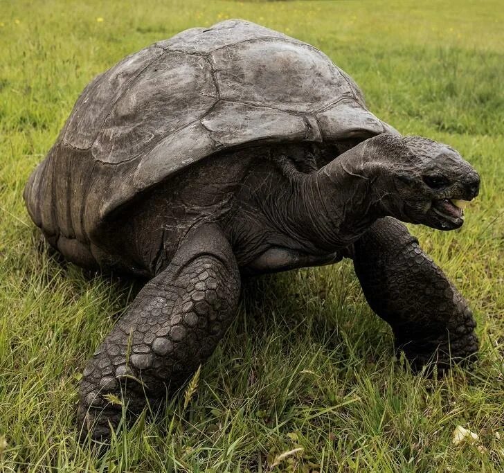 Джонатан Галапагосская черепаха. Гигантская черепаха Джонатан. Альдабрская черепаха Джонатан. Джонатан черепаха 2020. Черепахи живут 300