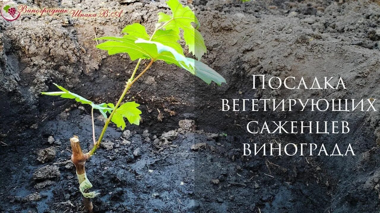 Как правильно сажать виноград весной. Посадка саженцев винограда. Вегетирующие саженцы винограда. Посадка вегетирующих саженцев. Посадка вегетирующего саженца винограда.