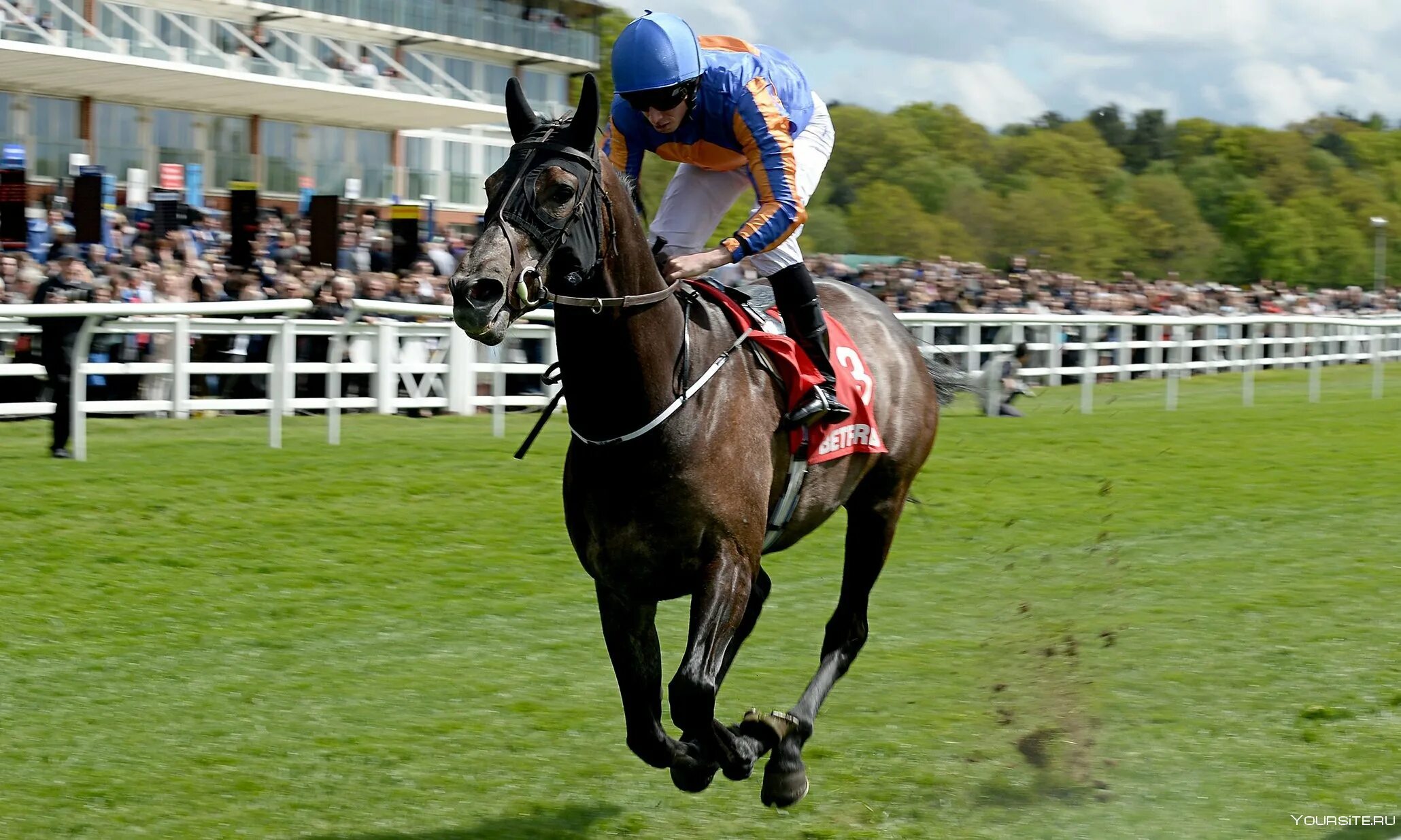 Английские чистокровные лошади на скачках. Стремительные скачки. Жокей конный спорт. Стремительные скачки. Пардубицкий стипль-чез.