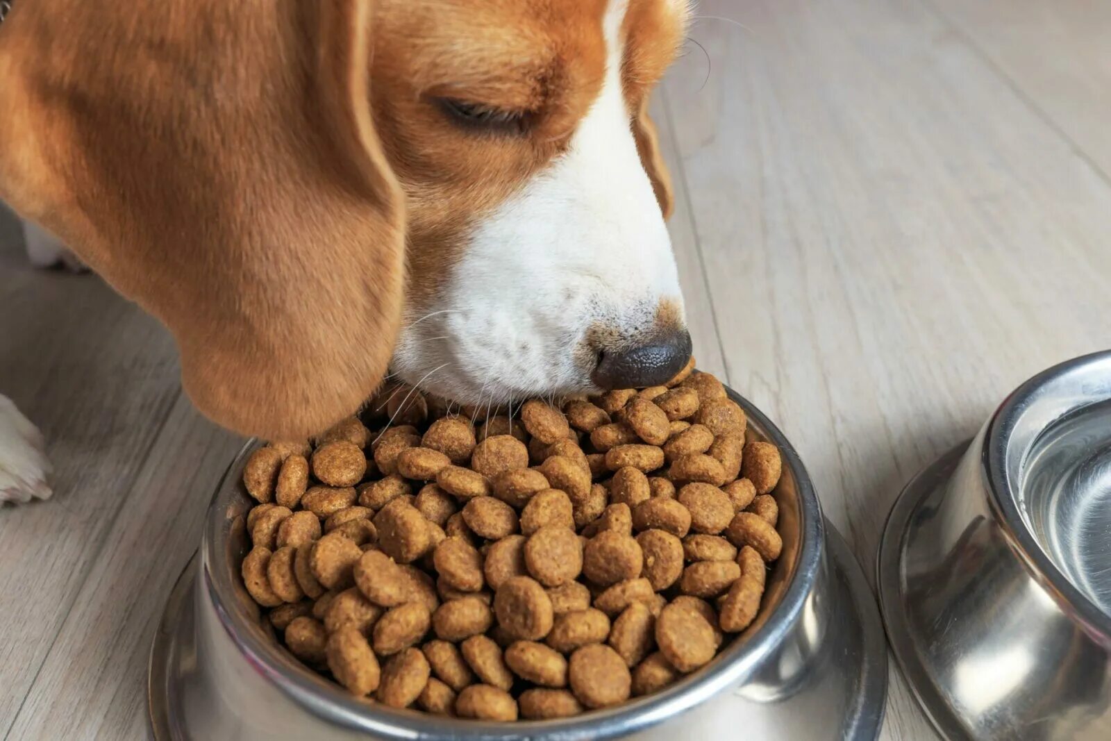 Feed. Собачий корм. Еда для собак. Сухой корм для собак. Собака ест сухой корм.